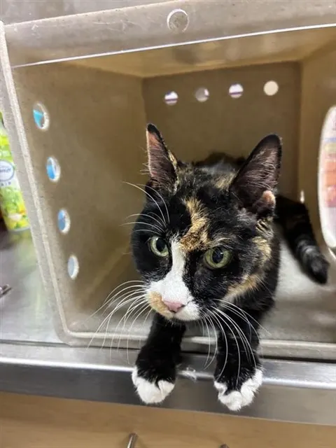 Adoptable Cat