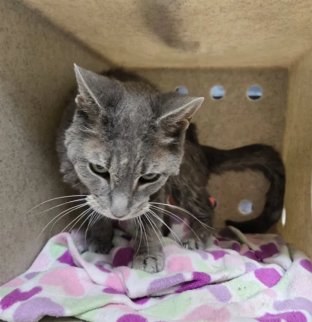 Adoptable Cat