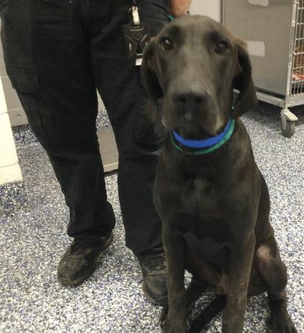 Adoptable Dog