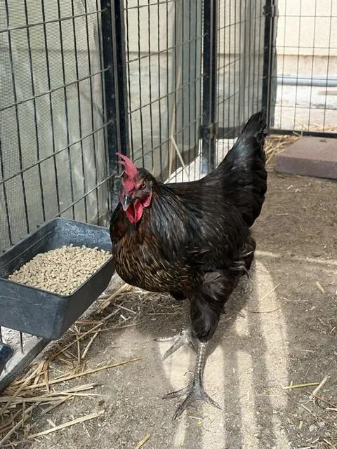 Adoptable Bird