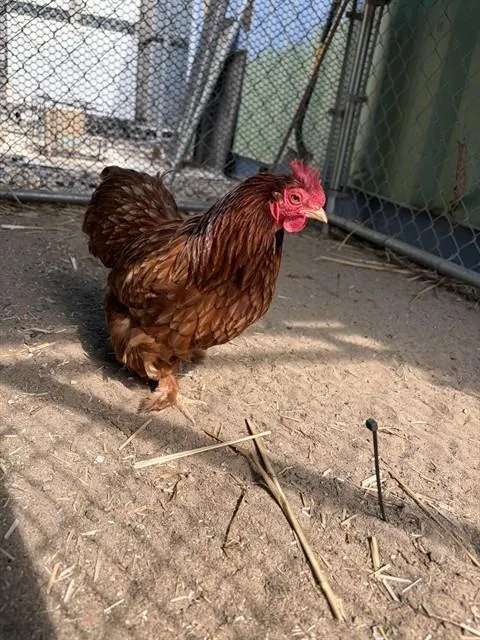 Adoptable Bird