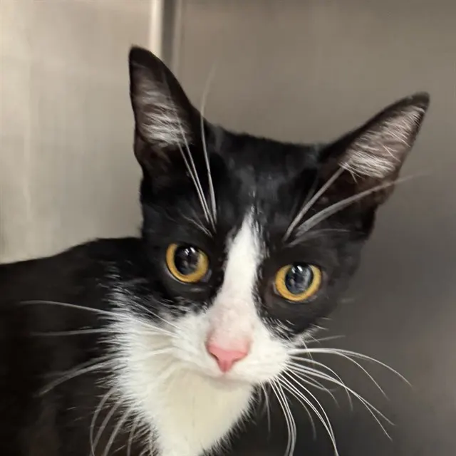 Adoptable Cat