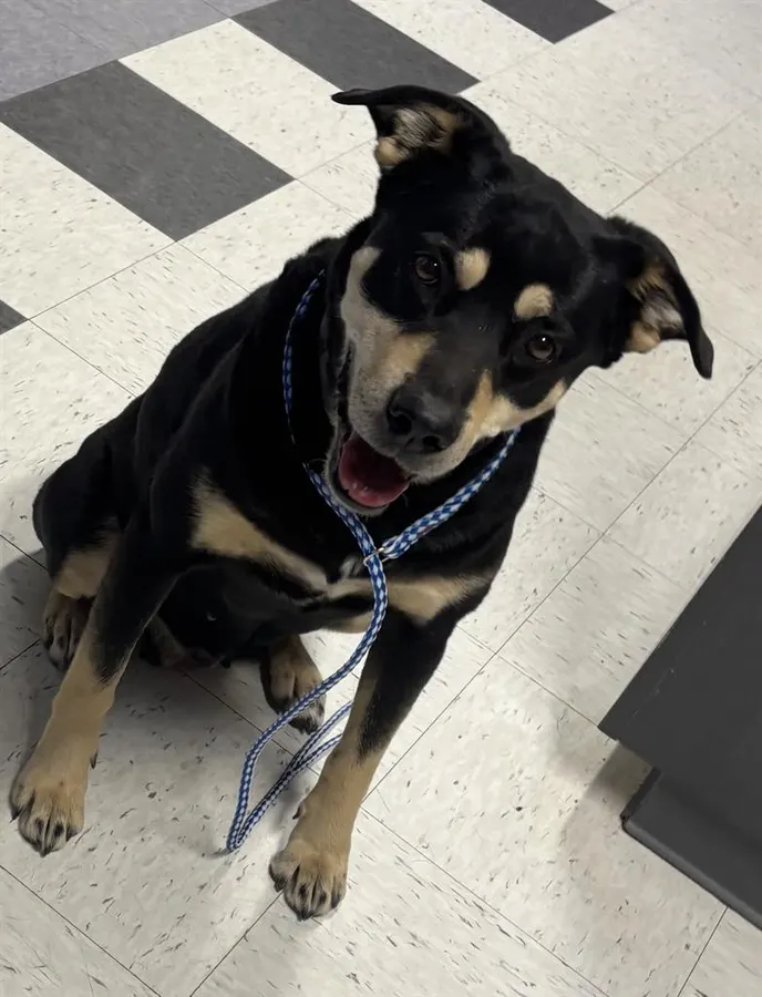 Adoptable Dog