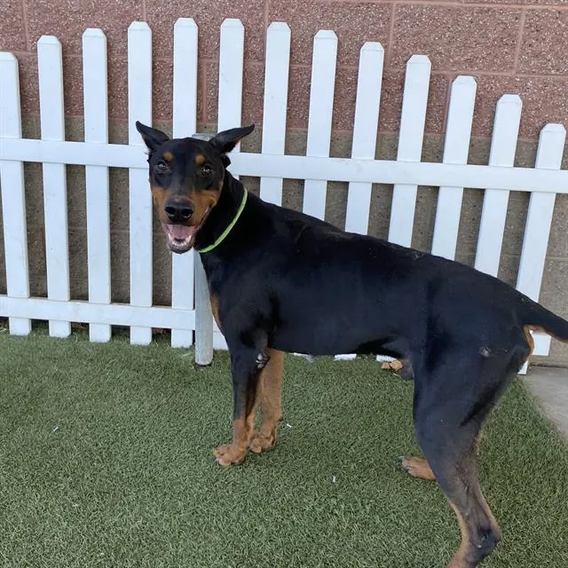 Adoptable Dog