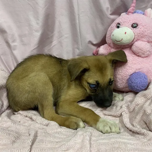 Adoptable Dog