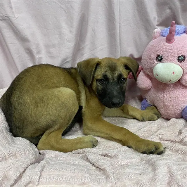 Adoptable Dog
