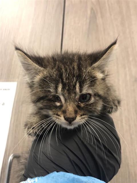 Adoptable Cat