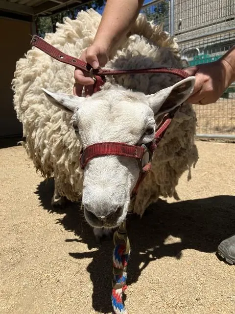 Sheep 1