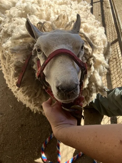 Sheep 2