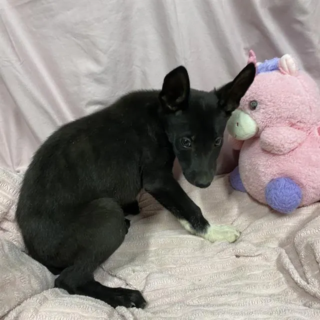 Adoptable Dog