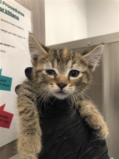 Adoptable Cat