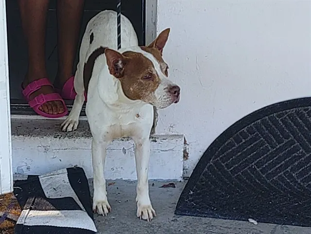 Adoptable Dog