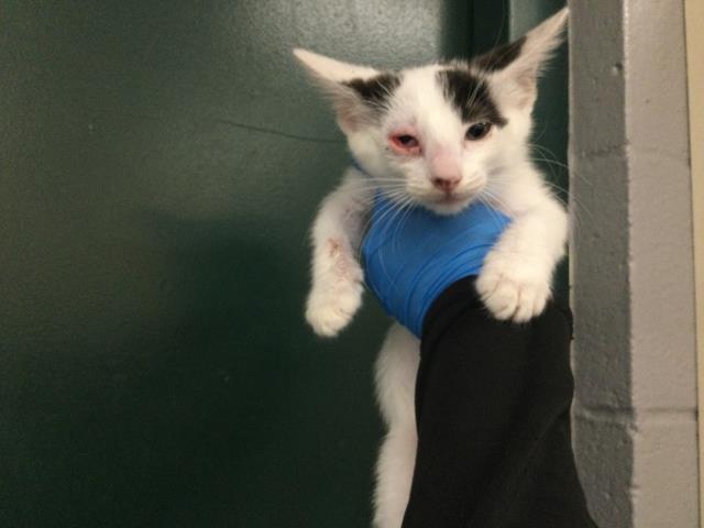 Adoptable Cat