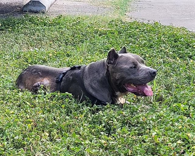 Bosco