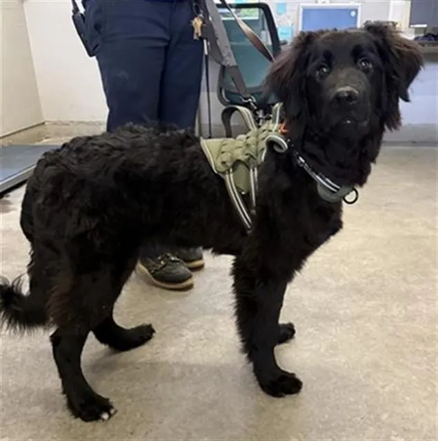 Adoptable Dog