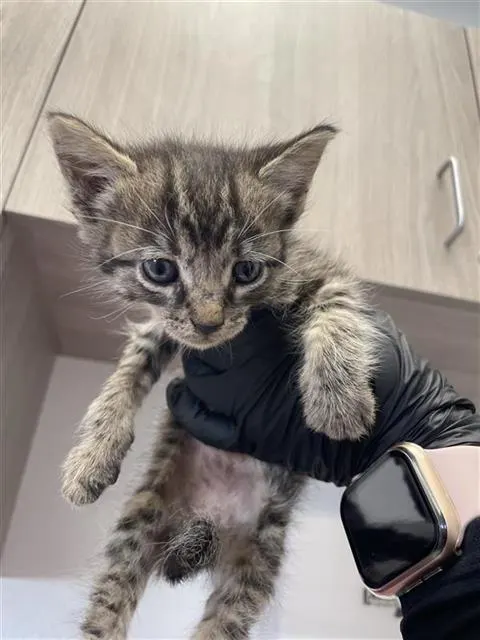 Adoptable Cat