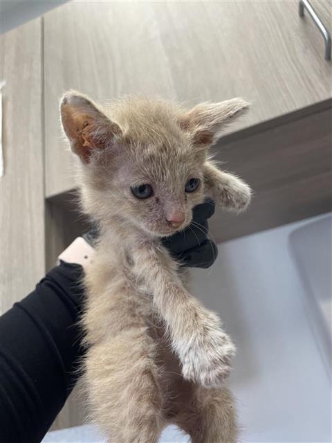 Adoptable Cat