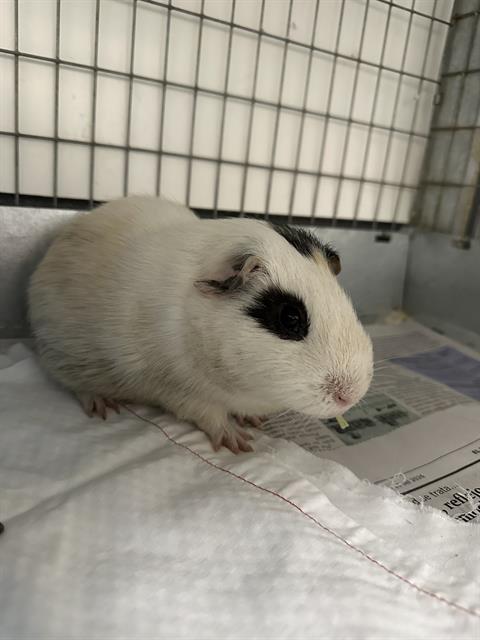 *Rufus