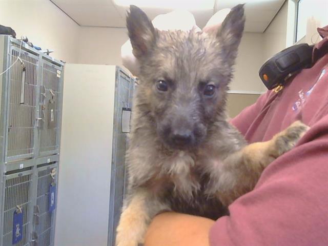 Adoptable Dog