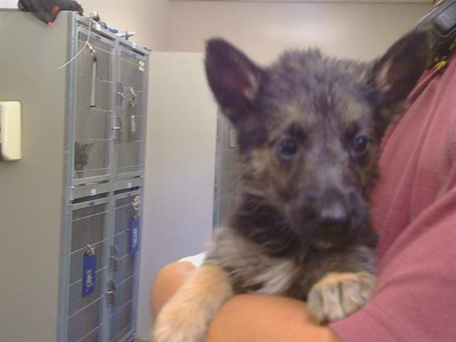Adoptable Dog