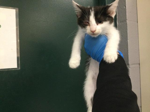 Adoptable Cat