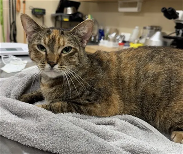 Adoptable Cat