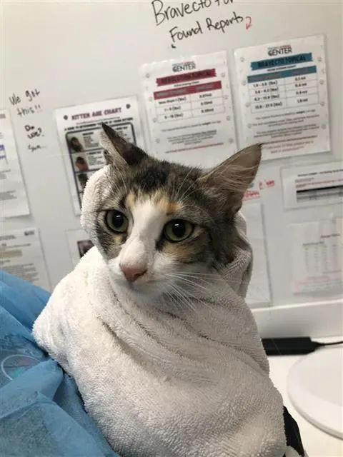 Adoptable Cat