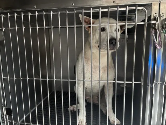 Adoptable Dog