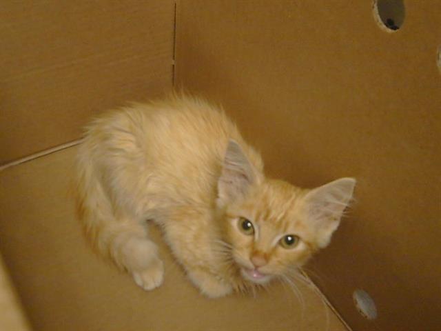 Adoptable Cat