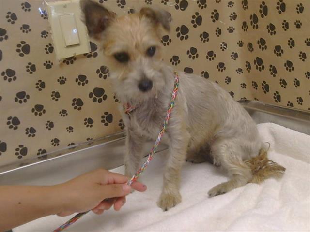 Adoptable Dog