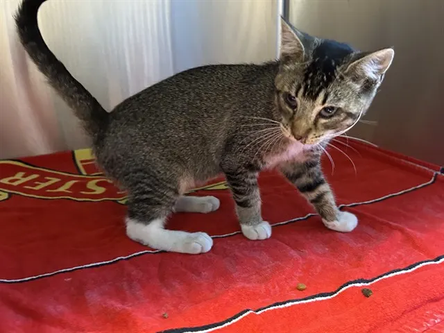 Adoptable Cat