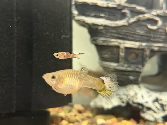 Swimmy