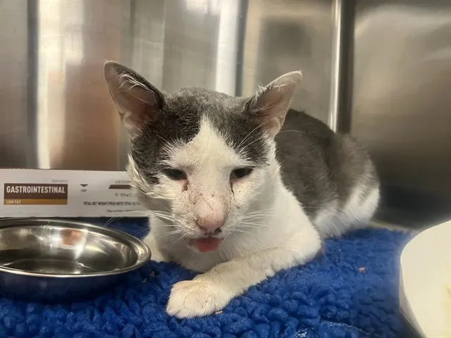 Adoptable Cat