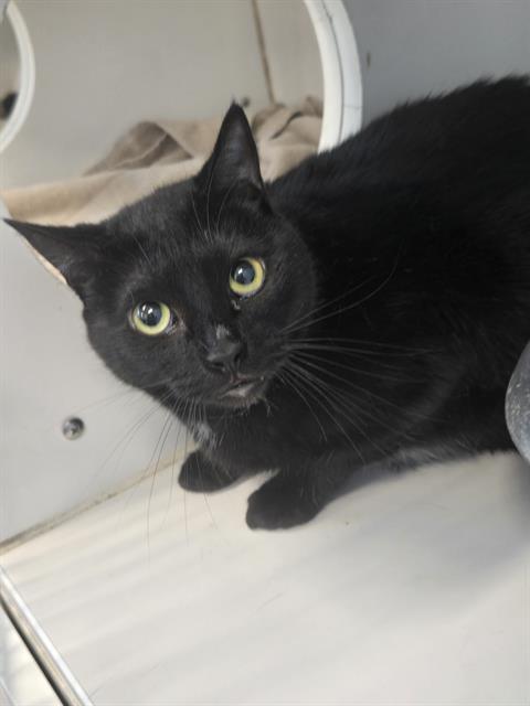 Caspurr
