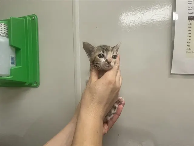 Needs A Foster