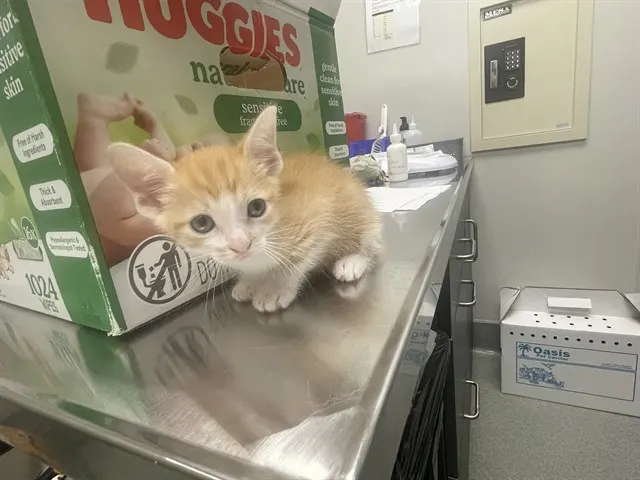 Adoption Pending