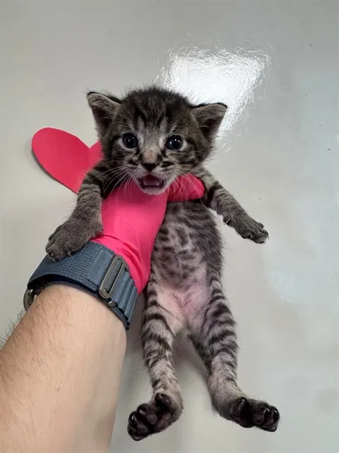 Needs A Foster