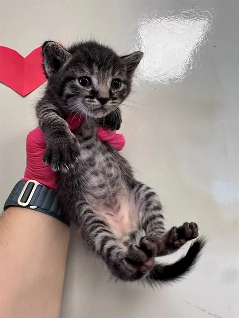 Needs A Foster