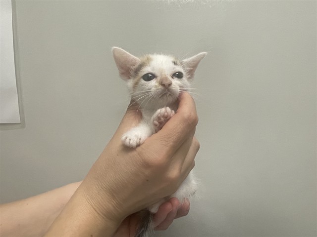 Needs A Foster