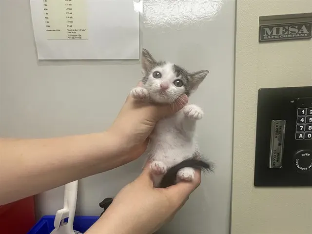 Needs A Foster