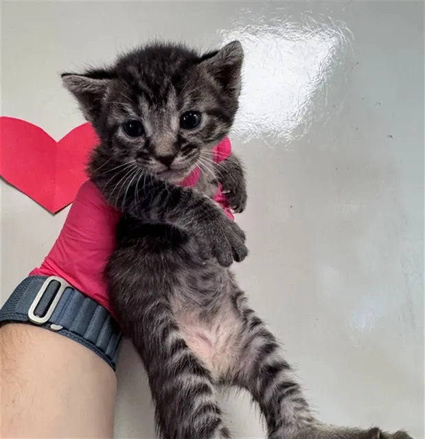 Needs A Foster