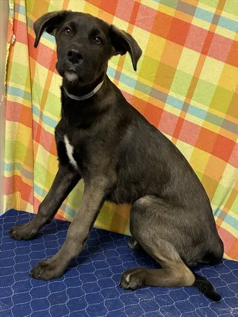 Lila