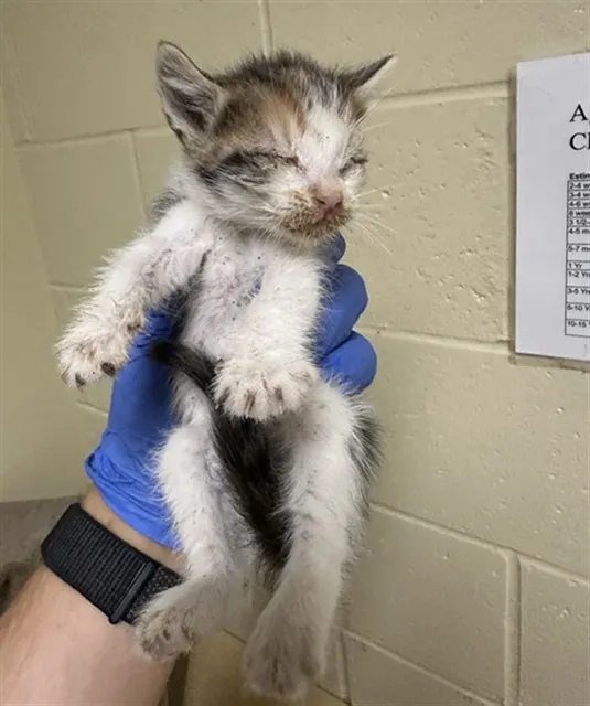 Adoptable Cat