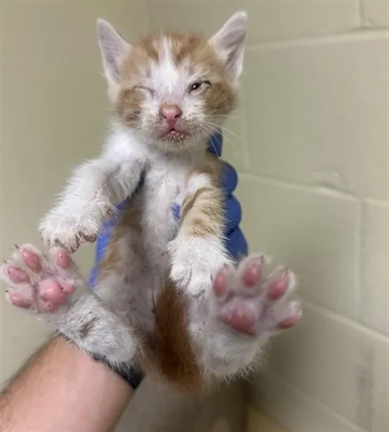 Adoptable Cat