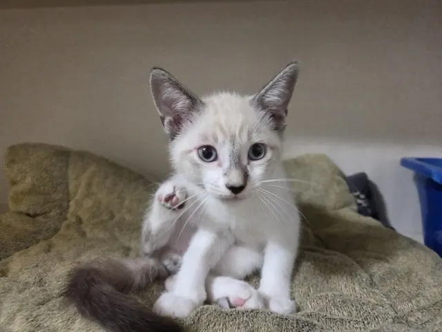 Randall