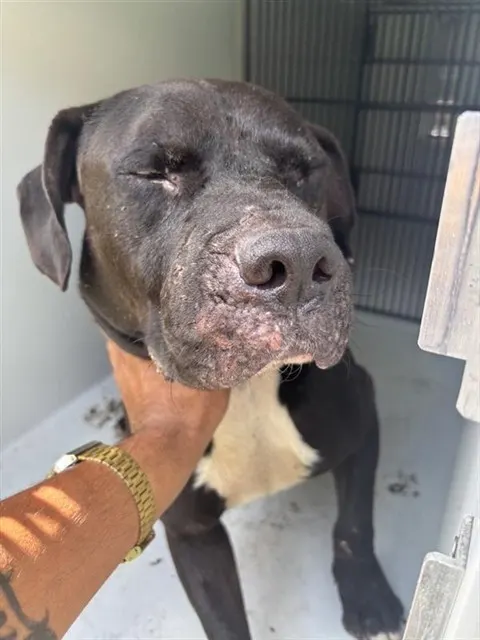 Adoptable Dog