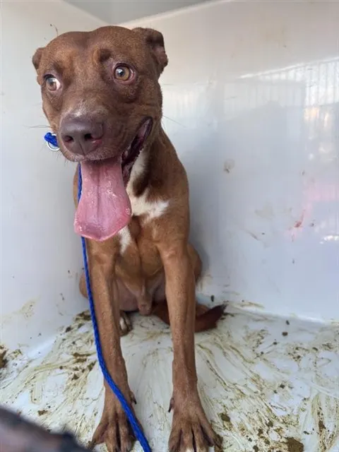 Adoptable Dog