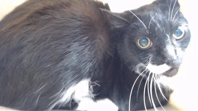 Oreo