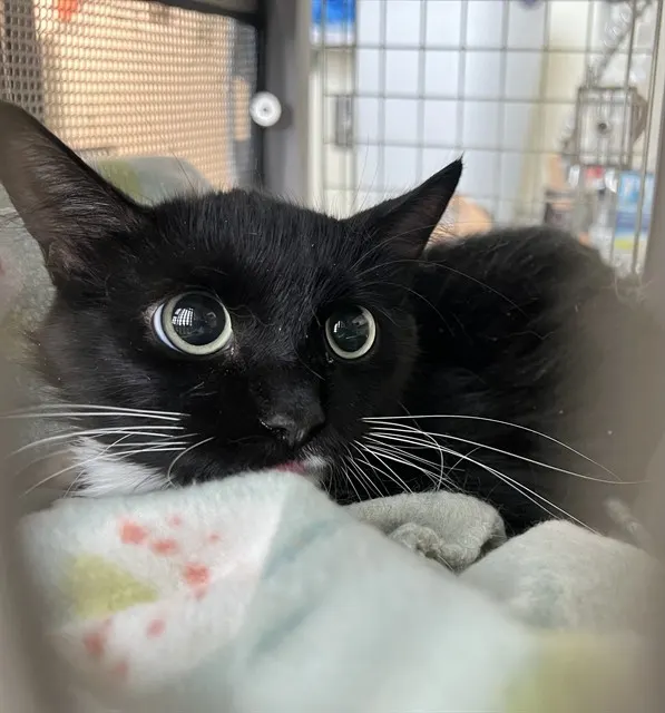 Adoptable Cat