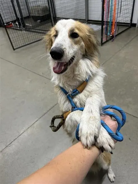 Adoptable Dog